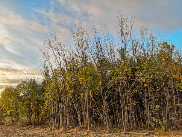 Na podzim prolíná keř s holé větve a žluté rozpadající se listy proti modré obloze s lehoučkou bílé mraky a paprsky zapadajícího slunce - Fotografie, Obrázek