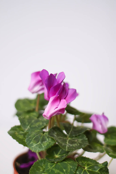 Bela flor de ciclame rosa em vaso de flores
. - Foto, Imagem