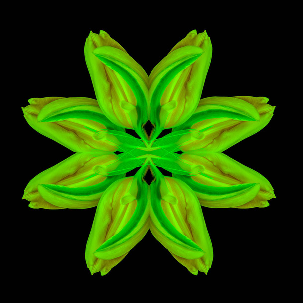 Σουρεαλιστική συμμετρική γεωμετρικά νέον έγχρωμο μοτίβο γίνεται με μια μακροεντολή από ένα κίτρινο πράσινο τουλίπα σε μαύρο φόντο με υφή λεπτομερείς και φύλλο - Φωτογραφία, εικόνα