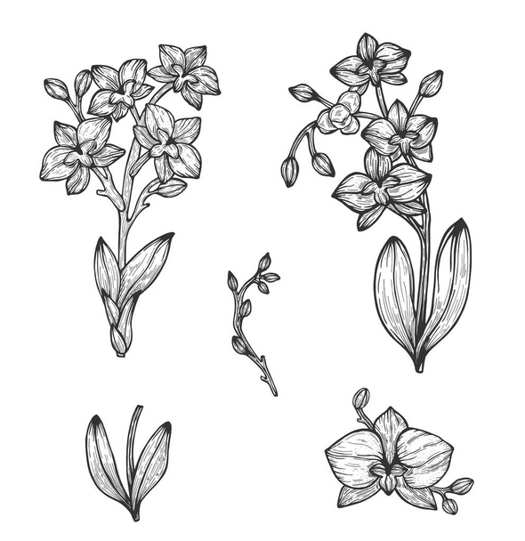 Orchid Drawing by hand. Vector illustration. Sketch - ベクター画像