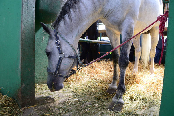 Gri atı saman bir ahır otlatma - Fotoğraf, Görsel