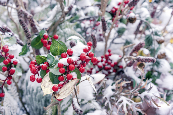 Christmas decorative red berries in the snow. - Foto, immagini