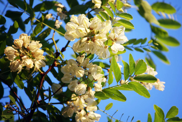 Acacia blossom on blue sky background - Photo, Image