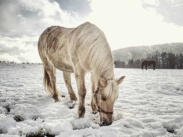 Kaunis hevonen vuoristolaitumella talvella
. - Valokuva, kuva