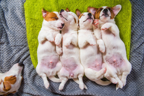Chiots mignons dormant avec leurs pattes sur un pull tricoté
. - Photo, image