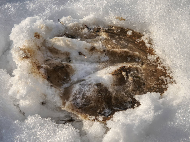 Clear horse hoof mark pressed into wet snow.  - Photo, Image