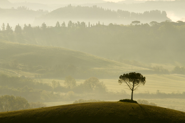 eenzame boom in de ochtend mist - Foto, afbeelding