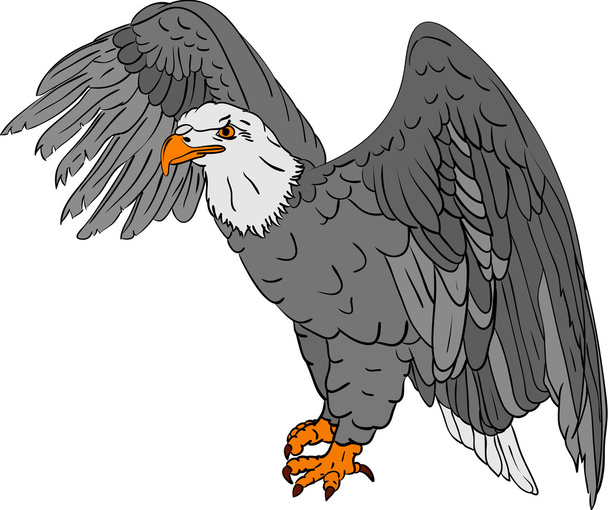 Bald eagle - Vector, imagen