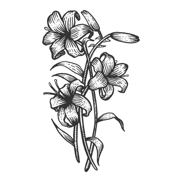 Lily flower vintage sketch engraving vector illustration. Scratch board style imitation. Black and white hand drawn image. - Vektör, Görsel