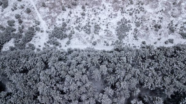 winter forest and after the top view from the quadcopter. Aerial survey - 写真・画像