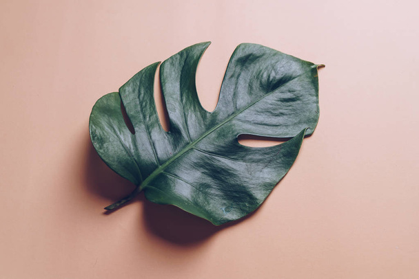 Monstera leave on color background  - Photo, image