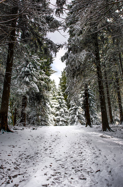 Paisaje al aire libre impresión de invierno color imagen de un camino tomado en un bosque con nieve pesada en los árboles
 - Foto, imagen