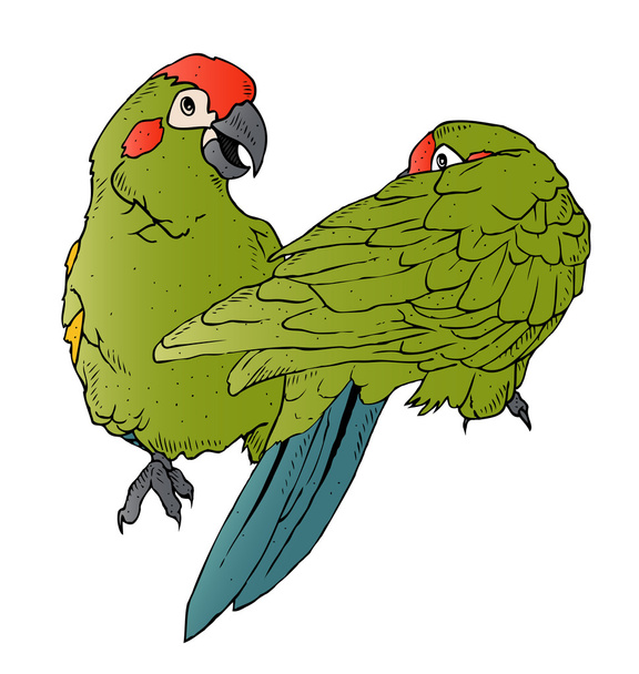 Papageien flirten - Vektor, Bild