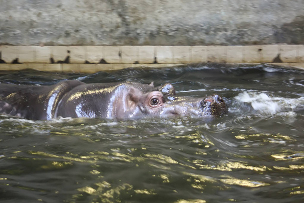 Zwei kämpfende Flusspferde. Nilpferd-Amphibie. südafrikanisches Tier. - Foto, Bild
