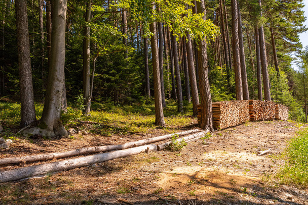 Cor paisagem de verão idílica ao ar livre com um caminho de floresta arenosa / trilha e pilhas de madeira, árvores, sombra, tomadas em um dia de verão ensolarado quente brilhante
 - Foto, Imagem