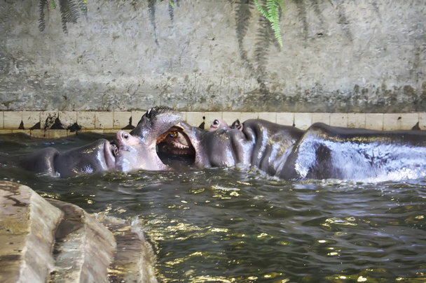 Two fighting hippos. Hippopotamus amphibius. South Africa animal. - Photo, Image
