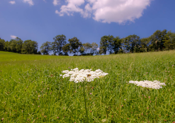 Farbe Natur im Freien Nahaufnahme von zwei grünen weißen wilden Möhren / Daucus carota Blumen mit einer Wespe auf natürlichen verschwommenen hügeligen Landschaft Hintergrund an einem sonnigen Sommertag, blauer Himmel, einige Wolken - Foto, Bild
