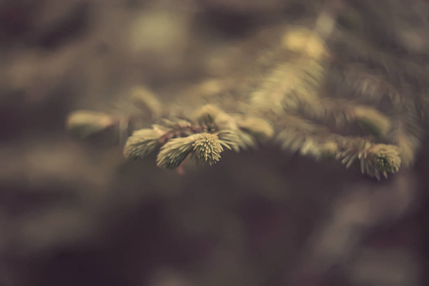 pine branch in the background of the forest. - Φωτογραφία, εικόνα