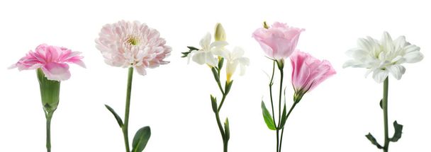Joukko erilaisia kauniita kukkia valkoisella taustalla
 - Valokuva, kuva