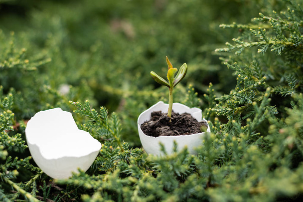 Een kleine spruit van een boom of plant groeit in de grond in een "eggshell". Ecosysteem. Close-up. Creatief idee. - Foto, afbeelding