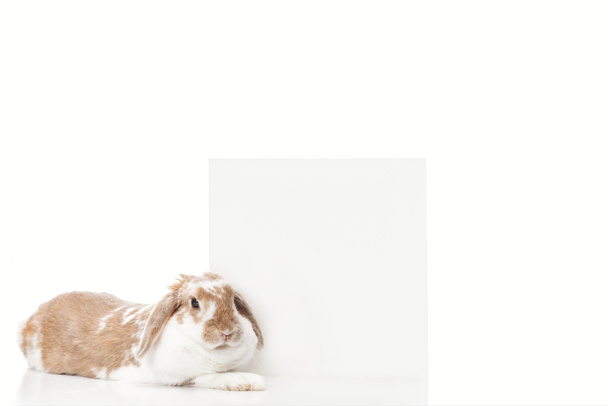 cute easter rabbit with empty board on white - Photo, Image