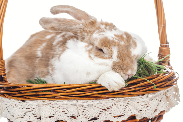 Velikonoční zajíček sedí v Proutěné koše s trávou izolované na bílém - Fotografie, Obrázek