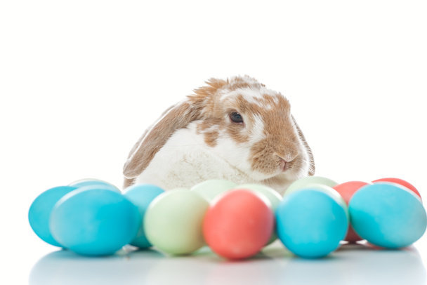 lapin mignon avec des œufs de Pâques colorés sur blanc
 - Photo, image