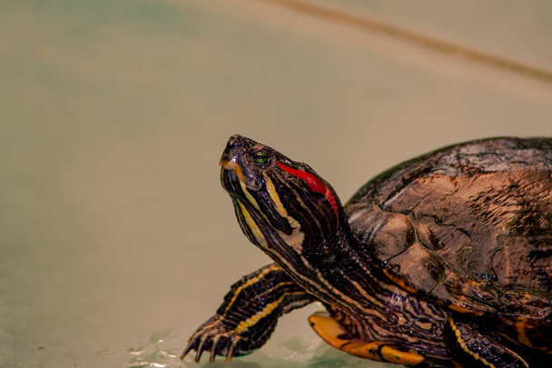 Cerca de una tortuga de colores fantásticos
 - Foto, Imagen
