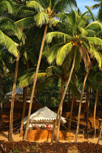 tropical resort under coconut palm in goa - Photo, Image