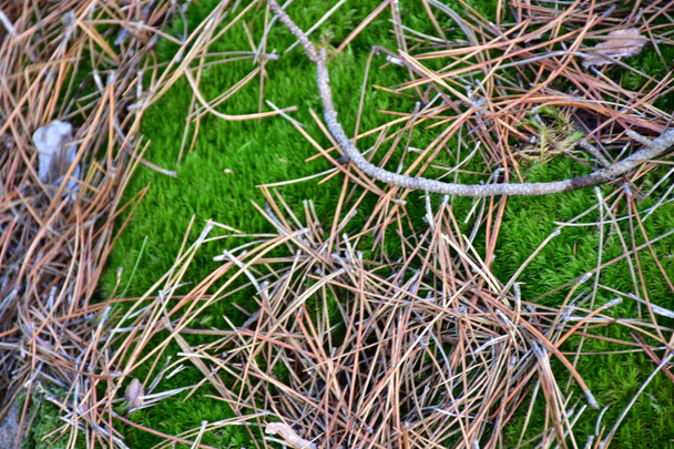 Gekropt uitzicht op groen mos op de grond met gedroogde dennennaalden - Foto, afbeelding