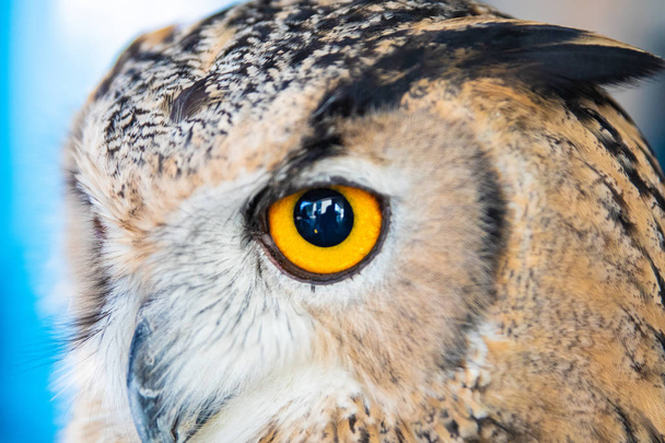 Прекрасная Сова. Глаза совы. Фон
 - Фото, изображение