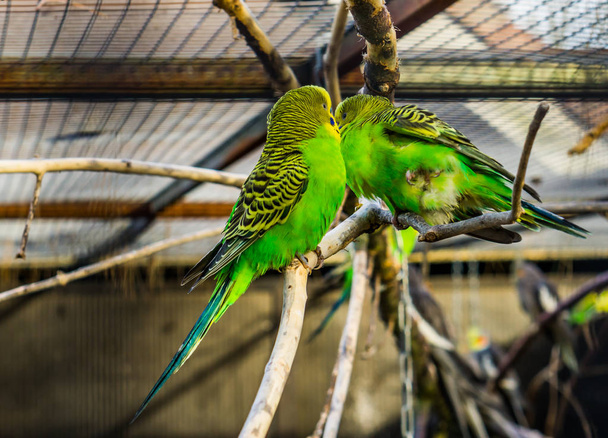 pár budgerigarských papoušků sedících společně na větvi, tropičtí barevní ptáci z Austrálie, oblíbená domácí zvířata v avikulturě - Fotografie, Obrázek
