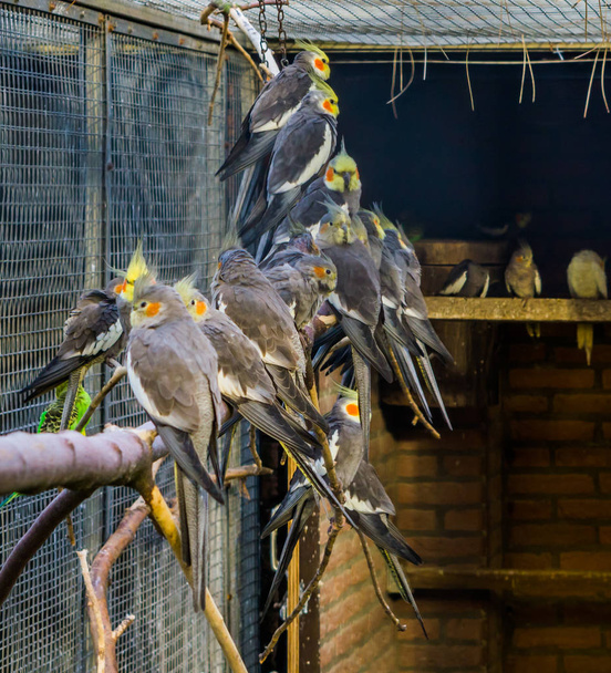 Aviculture, a voiary full of cockatiels, tropical crested birds from Australia, Popular pets - Fotografie, Obrázek
