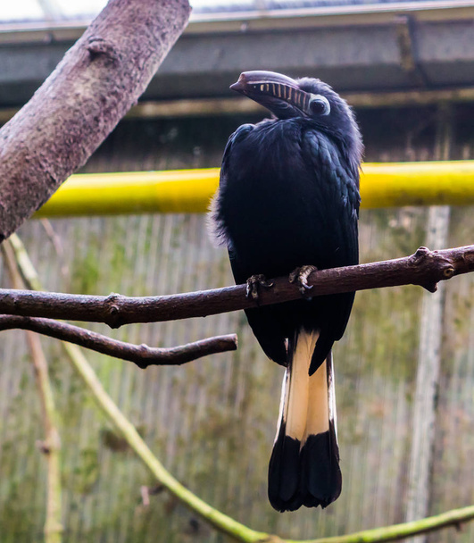 Female Visayan hornbill sitting on a branch in the aviary, large tropical bird from the philippines, Endangered animal specie - Photo, Image