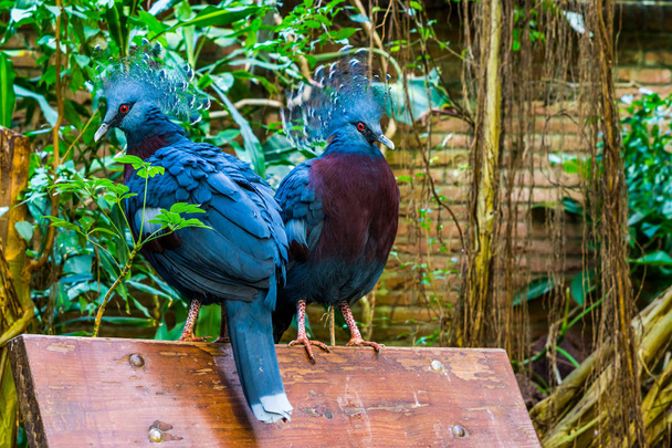 due piccioni victoria incoronati seduti insieme su una panchina, bellissimi uccelli tropicali e colorati da nuova ghinea, Vicino animali minacciati - Foto, immagini