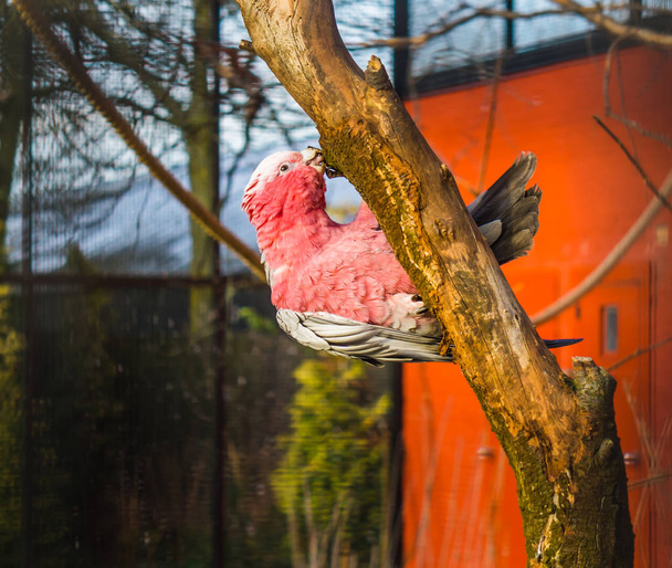Galah, kakadu z różowymi piersiami wiszącego na gałęzi drzewa i gryzącego na niej, popularny zwierzak w ptasiej kulturze, tropikalny ptak z Australii - Zdjęcie, obraz