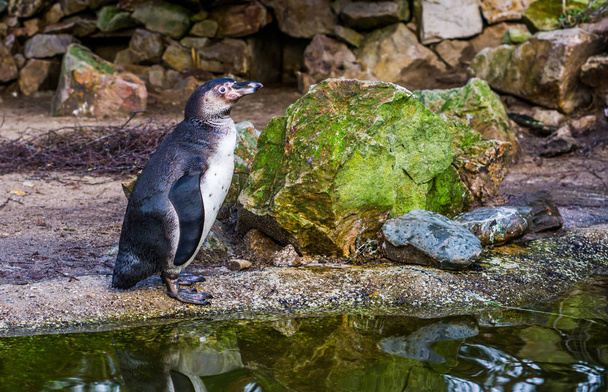 Suyun kenarında duran Humboldt pengueninin portresi Pasifik kıyılarından gelen su kuşu savunmasız durumdaki bir hayvan türünü tehdit ediyor. - Fotoğraf, Görsel