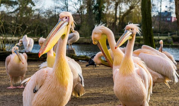 Портрет двох рожевих пеліканів разом з родиною пеліканів, групи птахів з Європи. - Фото, зображення
