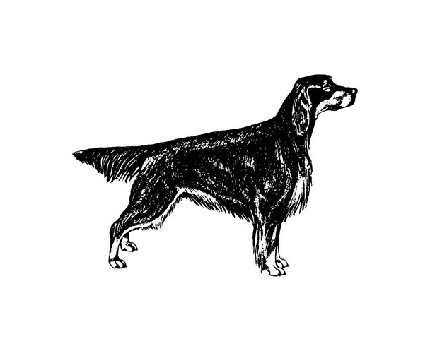 Vector dibujado a mano perro vintage ilustración sobre fondo blanco
 - Vector, imagen