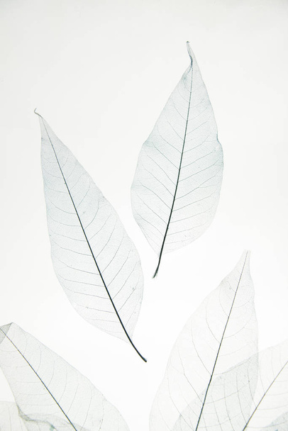 transparent dried leaves on white background - Foto, Imagem