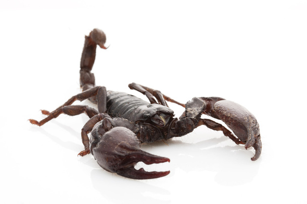 Red Claw Scorpion - Photo, Image