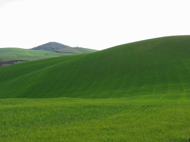 Zielone wzgórza w Toskanii, Włochy - Zdjęcie, obraz