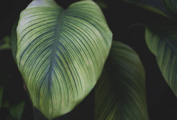 Green leaves background. Nature, plant and freshness concept - 写真・画像