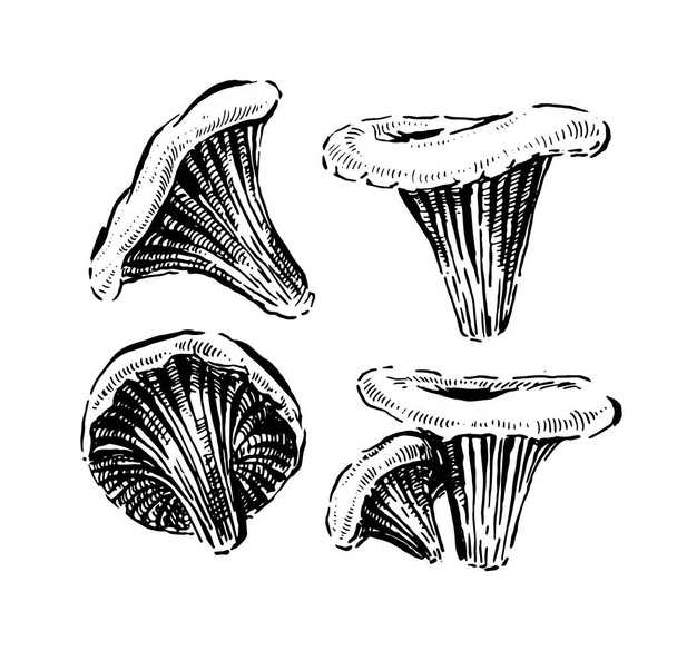 Funghi di finferli. Illustrazione vettoriale vintage disegnata a mano su sfondo bianco
 - Vettoriali, immagini