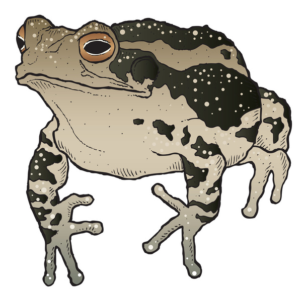Toad - Vector, afbeelding