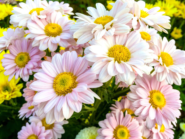 Сладкоцветковые розовые и желтые цветущие хризантемы, морифолиум
 - Фото, изображение