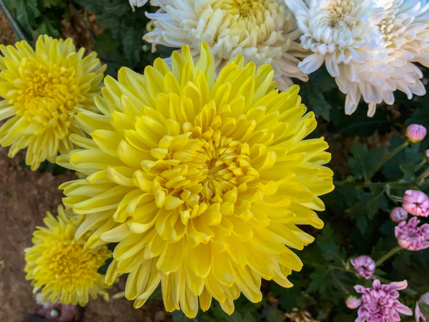 Beau chrysanthème jaune
. - Photo, image