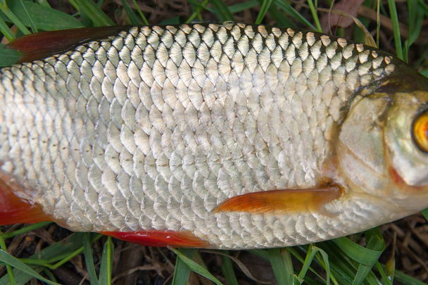 Close-up van voorkomende rudd vissen net genomen uit het water. Com - Foto, afbeelding