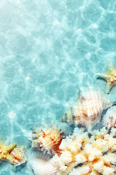 Mušle na pláži v létě v mořské vodě. Letní pozadí. Letní čas. - Fotografie, Obrázek