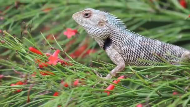 Wideo z Garden jaszczurka siedzi na liście roślin w parku w jego naturalnym siedlisku - Materiał filmowy, wideo